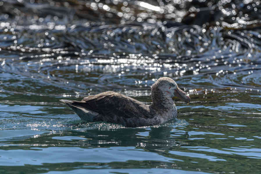 Albatros Real - islas Georgias del Sur 05.jpg